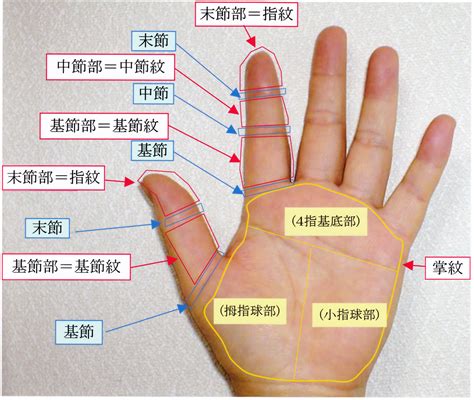 手指名称